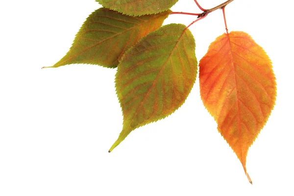 Gyönyörű őszi levelek, a fióktelep elszigetelt fehér — Stock Fotó