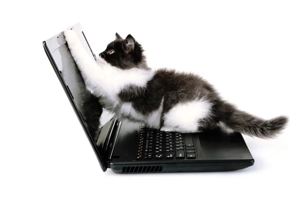 Lilla söta kattunge och laptop, isolerad på vit — Stockfoto
