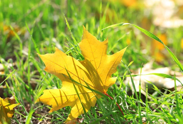 Esdoorn bladeren in park, close-up — Stockfoto