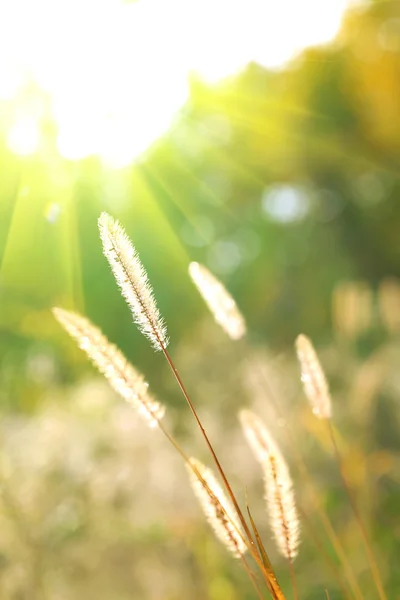 Autumnal background — Stock Photo, Image