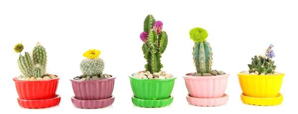 Cactus en macetas con flores, aislados sobre blanco — Foto de Stock