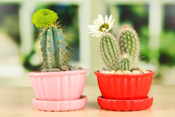 Kakteen in Blumentöpfen mit Blumen, auf hölzernen Fensterbänken — Stockfoto