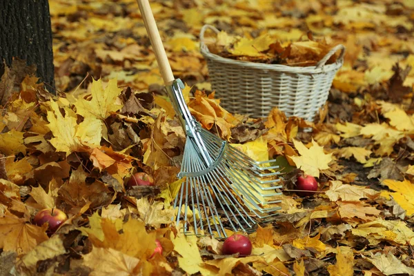 Cleaning of autumn leaves in park — Stock Photo, Image