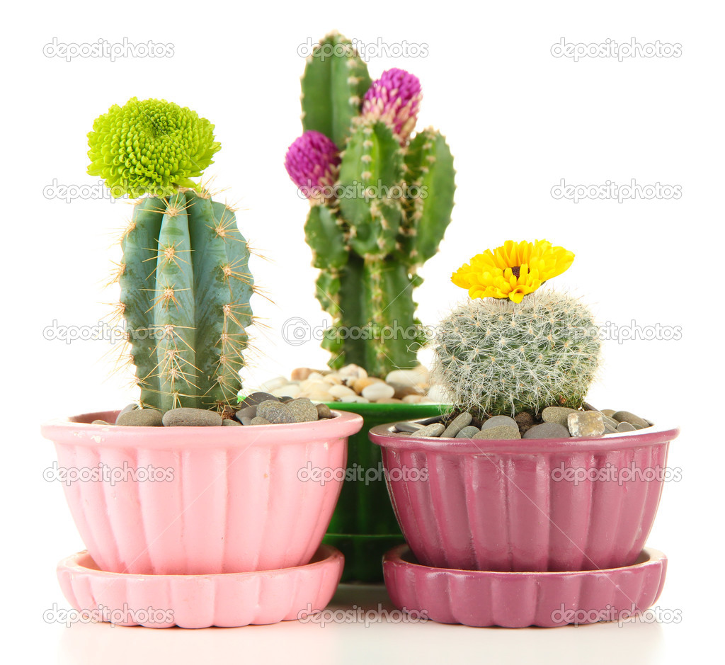 Cactuses in flowerpots with flowers, isolated on white