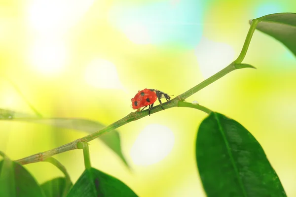 Bela joaninha na planta verde — Fotografia de Stock