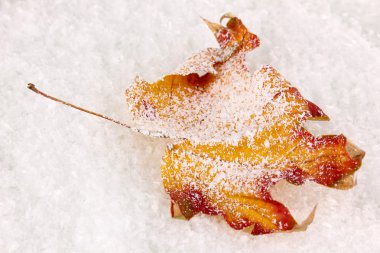 düşmüş yaprağına snow