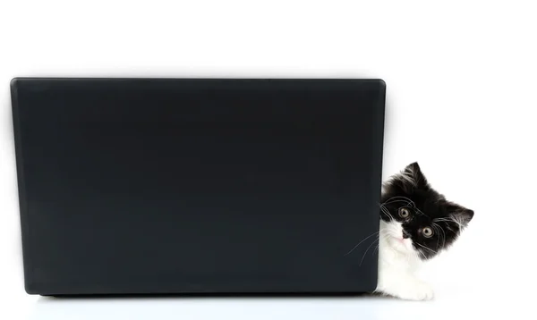 Маленький симпатичный котенок и ноутбук, изолированные на белом — стоковое фото