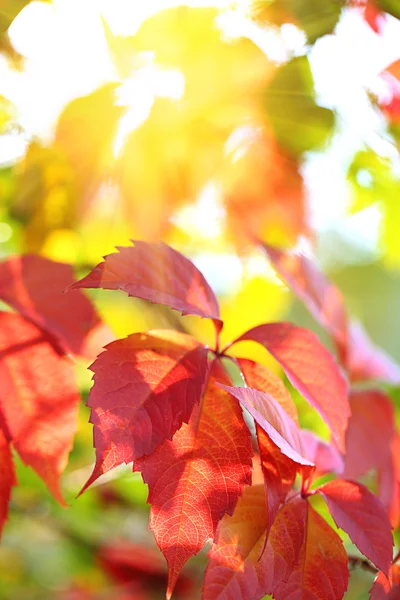 Rote Blätter auf hellem Hintergrund — Stockfoto