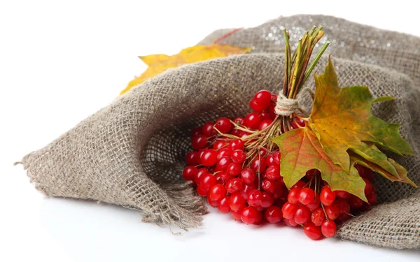 Red berries of viburnum on sackcloth napkin, isolated on white — Stock Photo, Image