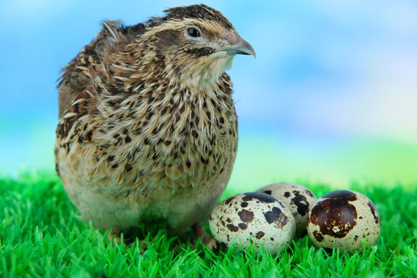 Codorniz joven con huevos sobre hierba sobre fondo azul — Foto de Stock