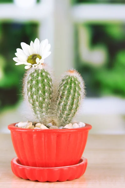 Cactus en pot de fleurs avec fleur, sur rebord de fenêtre en bois — Photo