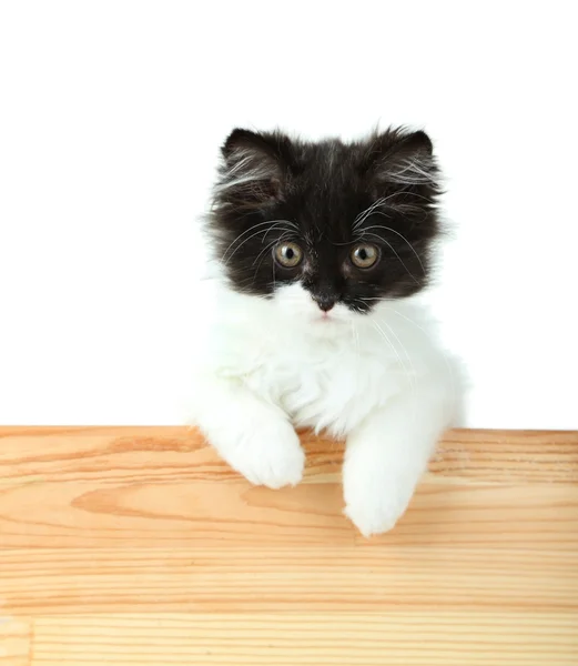 빈 보드, 화이트에 고립 된 작은 귀여운 고양이 — 스톡 사진