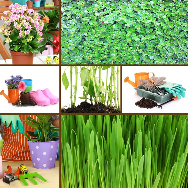 Collage of gardening theme — Stock Photo, Image