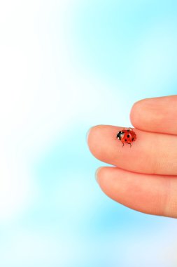 yandan, güzel ladybird yakın çekim