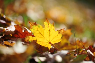 akçaağaç yaprakları park, yakın çekim
