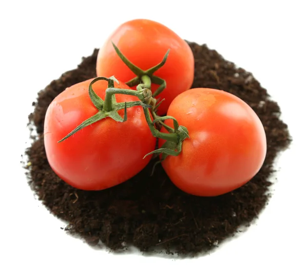 Tomaten auf dem Boden isoliert auf weiß — Stockfoto