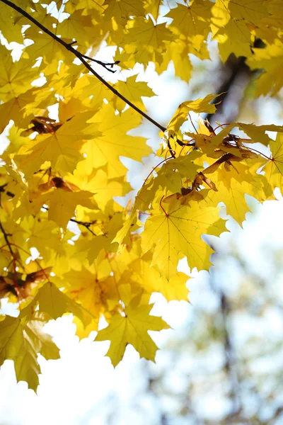 Sfondo autunnale — Foto Stock