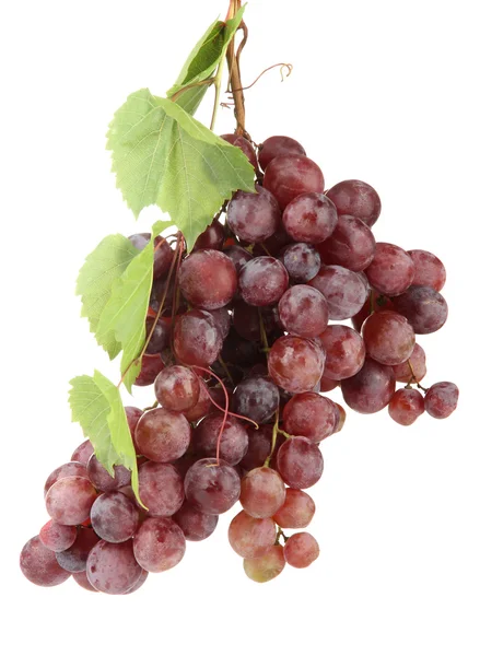 Ripe sweet grapes isolated on whit — Stock Photo, Image