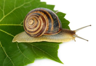 Yapraktaki Salyangoz