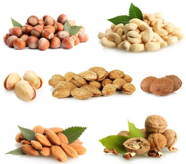 fındık toplama üzerinde beyaz izole