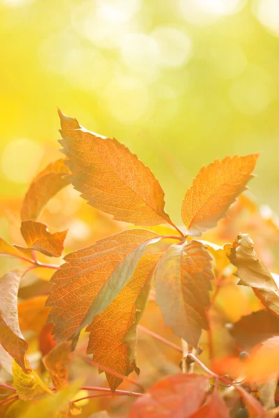 Foglie rosse su sfondo luminoso — Foto Stock