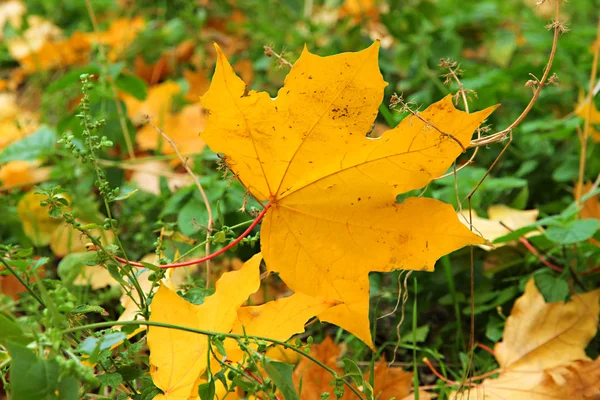 Piękne jesienne tło z liśćmi klonu — Zdjęcie stockowe