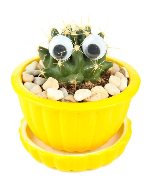 Kaktus i blomkruka med roliga ögon, isolerad på vit — Stockfoto