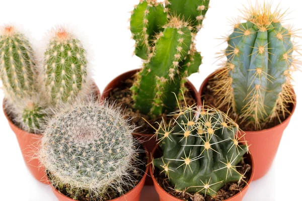 Collectie van cactussen, geïsoleerd op wit — Stockfoto