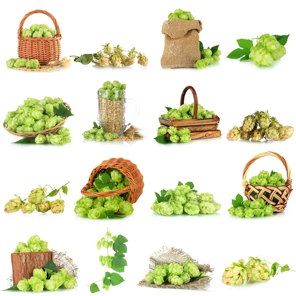 Green hop isolated on white — Stock Photo, Image