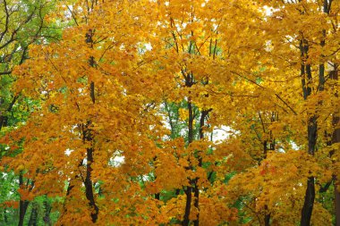 güzel sonbahar arka plan