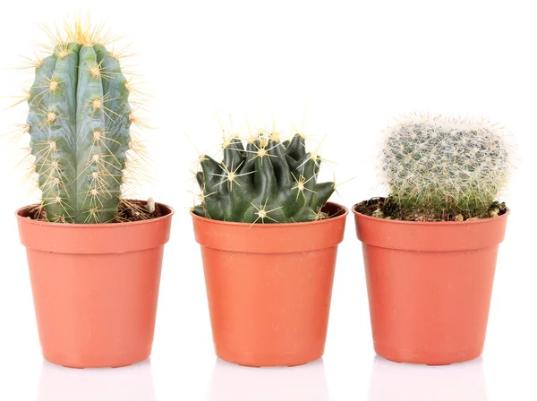 Collection of cactuses, isolated on white — Stock Photo, Image