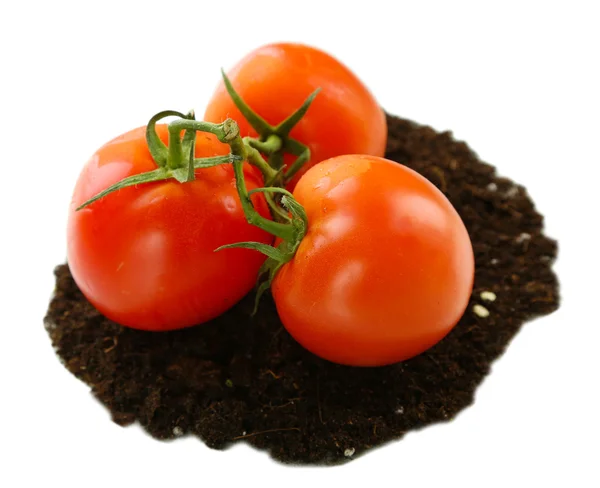 Tomates no chão isolados em branco — Fotografia de Stock