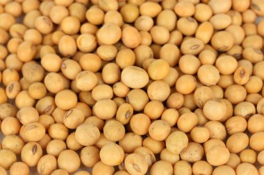 soya fasulyesi yakın çekim