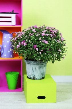 Krizantem bush duvar arka plan üzerinde renkli kutular ile tencerede