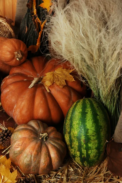 Pumpkins and watermelon on straw close up — Stock Photo, Image