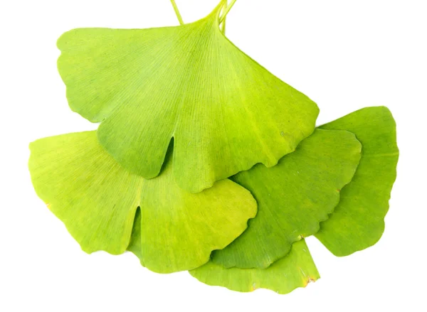 Ginkgo biloba φύλλα απομονωθεί σε λευκό — Φωτογραφία Αρχείου