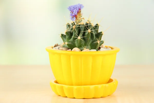 Cactus in bloempot met bloem, op houten tafel — Stockfoto