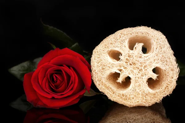 Loofah isolated on black — Stock Photo, Image