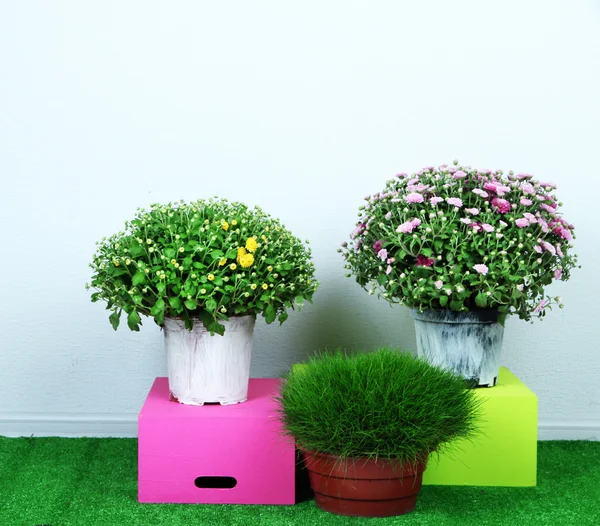 Flowers in pots with boxes on grass on grey background — Stock Photo, Image