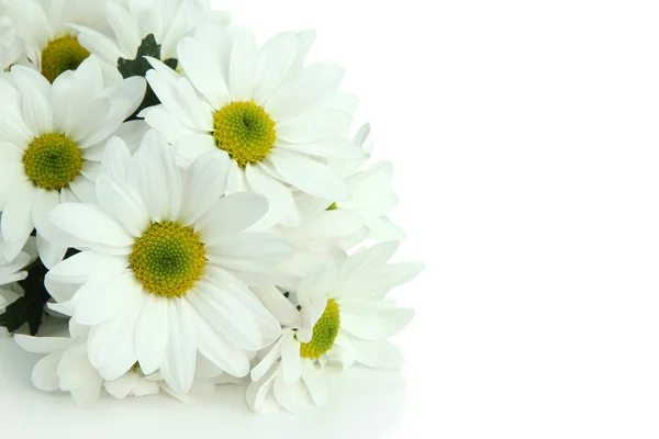 Beautiful white chrysanthemum — Stock Photo, Image