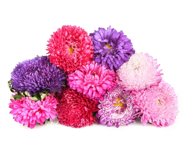 Heldere aster bloemen, geïsoleerd op wit — Stockfoto