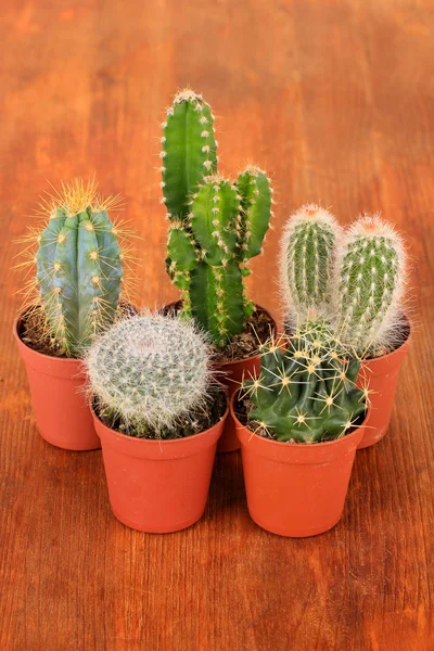 Collectie van cactussen op houten achtergrond — Stockfoto