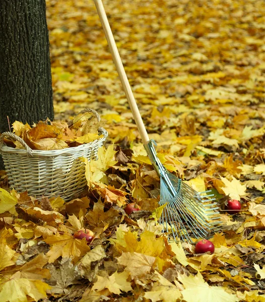 Cleaning of autumn leaves in park — Stock Photo, Image