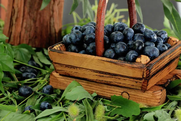 Blueberries in wooden basket on grass — Stock Photo, Image