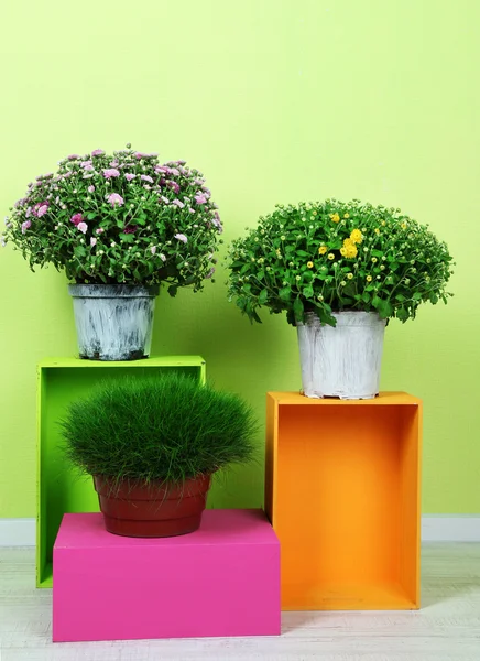 Flowers in pots with color boxes — Stock Photo, Image