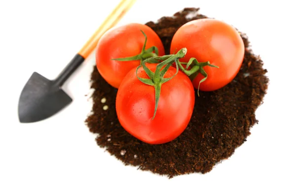 Tomaten auf dem Boden — Stockfoto