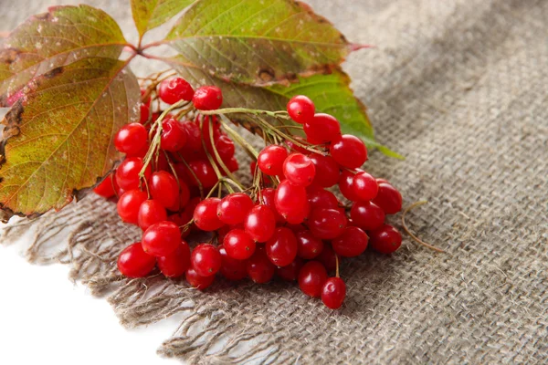 Rote Beeren von Viburnum auf Sacktuch-Serviette, isoliert auf weiß — Stockfoto
