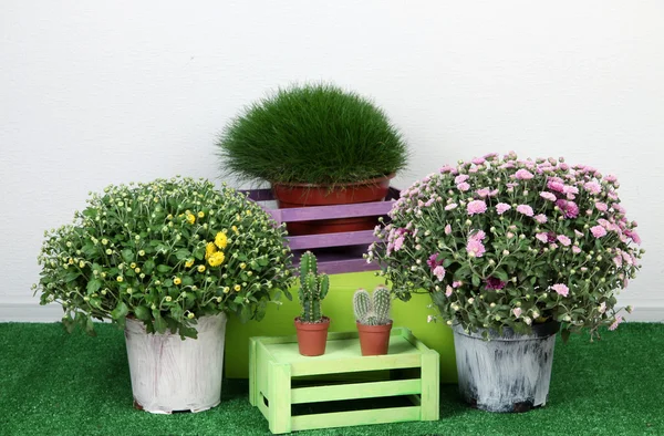 Flores en macetas con cajas sobre hierba sobre fondo gris —  Fotos de Stock