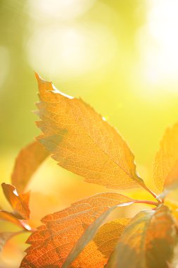 parlak zemin üzerine kırmızı yaprakları