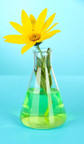 Flor em tubo de ensaio sobre fundo azul claro — Fotografia de Stock